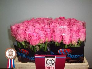 ROSE AQUA Holl. 70